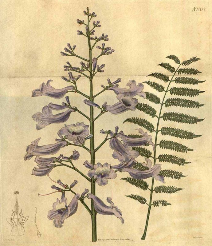 mexdesconocido's tweet photo. Además de ser hermosas, las jacarandas tienen muchas propiedades para la salud. ¡Aquí te decimos cuáles! https://t.co/RlqXvvUj91 https://t.co/YoFcp8GIk6