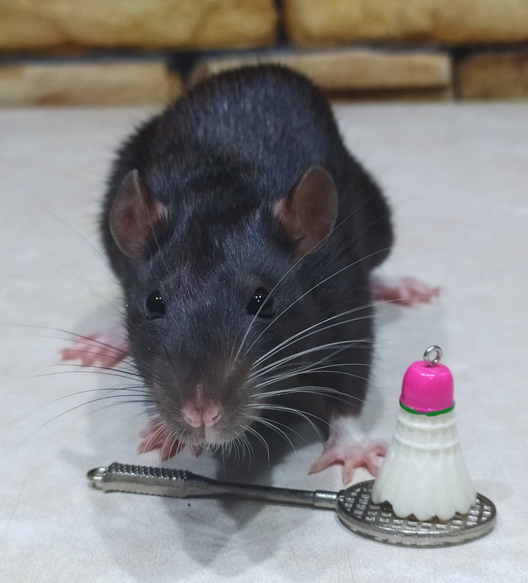 rat_manechka's tweet photo. She's studying badminton🐭🏸✨ https://t.co/aBIeti3B0d