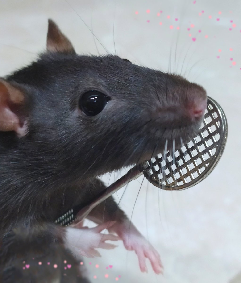 rat_manechka's tweet photo. She's studying badminton🐭🏸✨ https://t.co/aBIeti3B0d