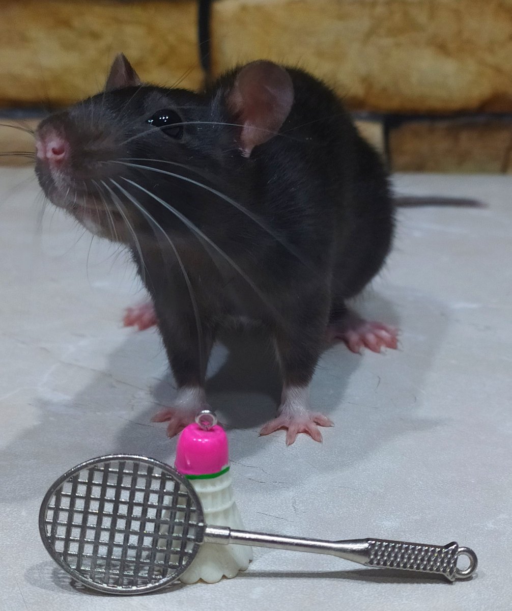 She's studying badminton🐭🏸✨