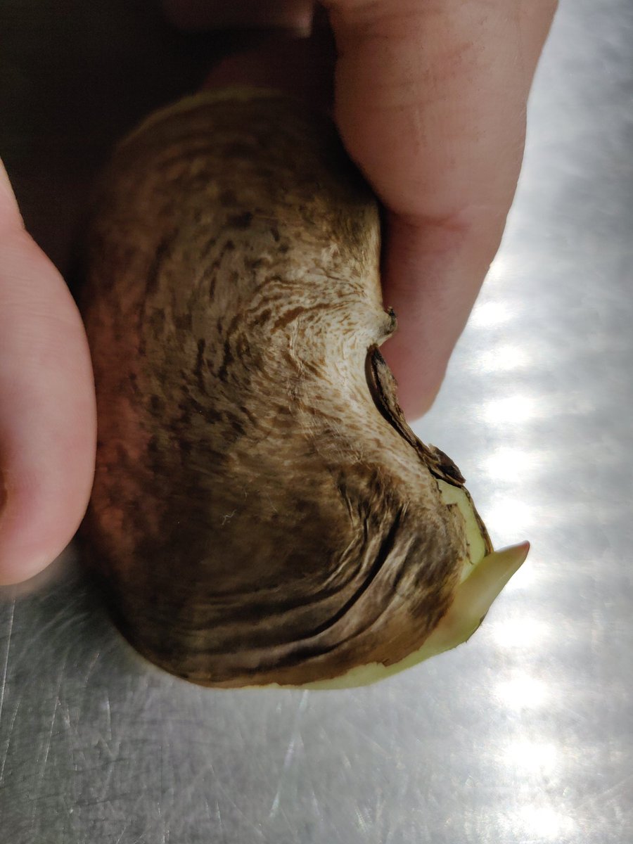 November 23rd, 5:00pmTulio has started to sprout! The surrounding area has also started to turn from white to green! Back in the bag with a little more moisture added to his blanket and we'll check on him again in a few days! :) 