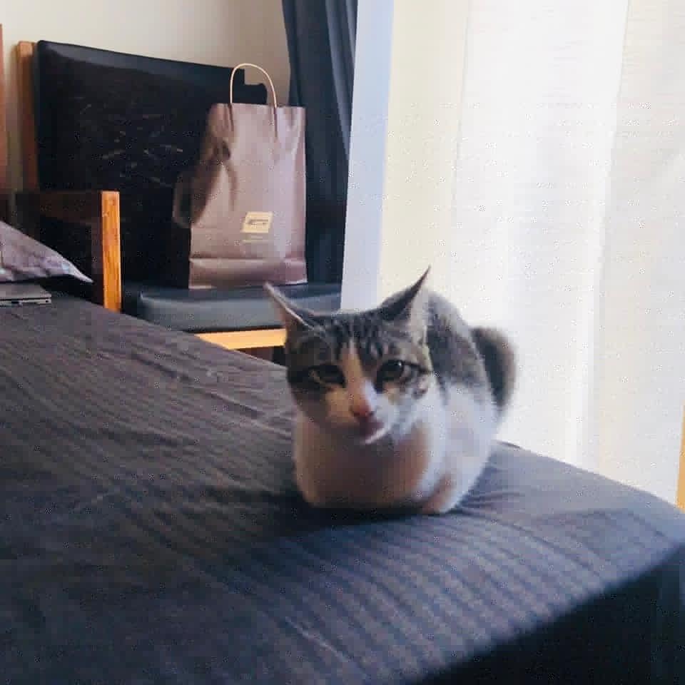 meowniacs's tweet photo. Nishant adopted Jellybean. 
He didn't care if it is a male or female.
He didn't care about her color and age. 
He just wanted to home a needy cat. 
Be like Nishant.

@PetaIndia @FIAPOIndia @helpanimalindia #cats #kittens #animals #AdoptDontShop #TeamCats #anime https://t.co/89xazwLnvV