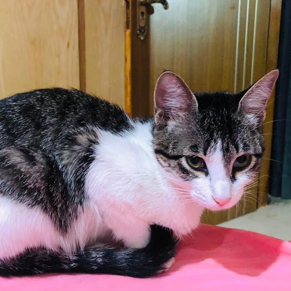 meowniacs's tweet photo. Nishant adopted Jellybean. 
He didn't care if it is a male or female.
He didn't care about her color and age. 
He just wanted to home a needy cat. 
Be like Nishant.

@PetaIndia @FIAPOIndia @helpanimalindia #cats #kittens #animals #AdoptDontShop #TeamCats #anime https://t.co/89xazwLnvV
