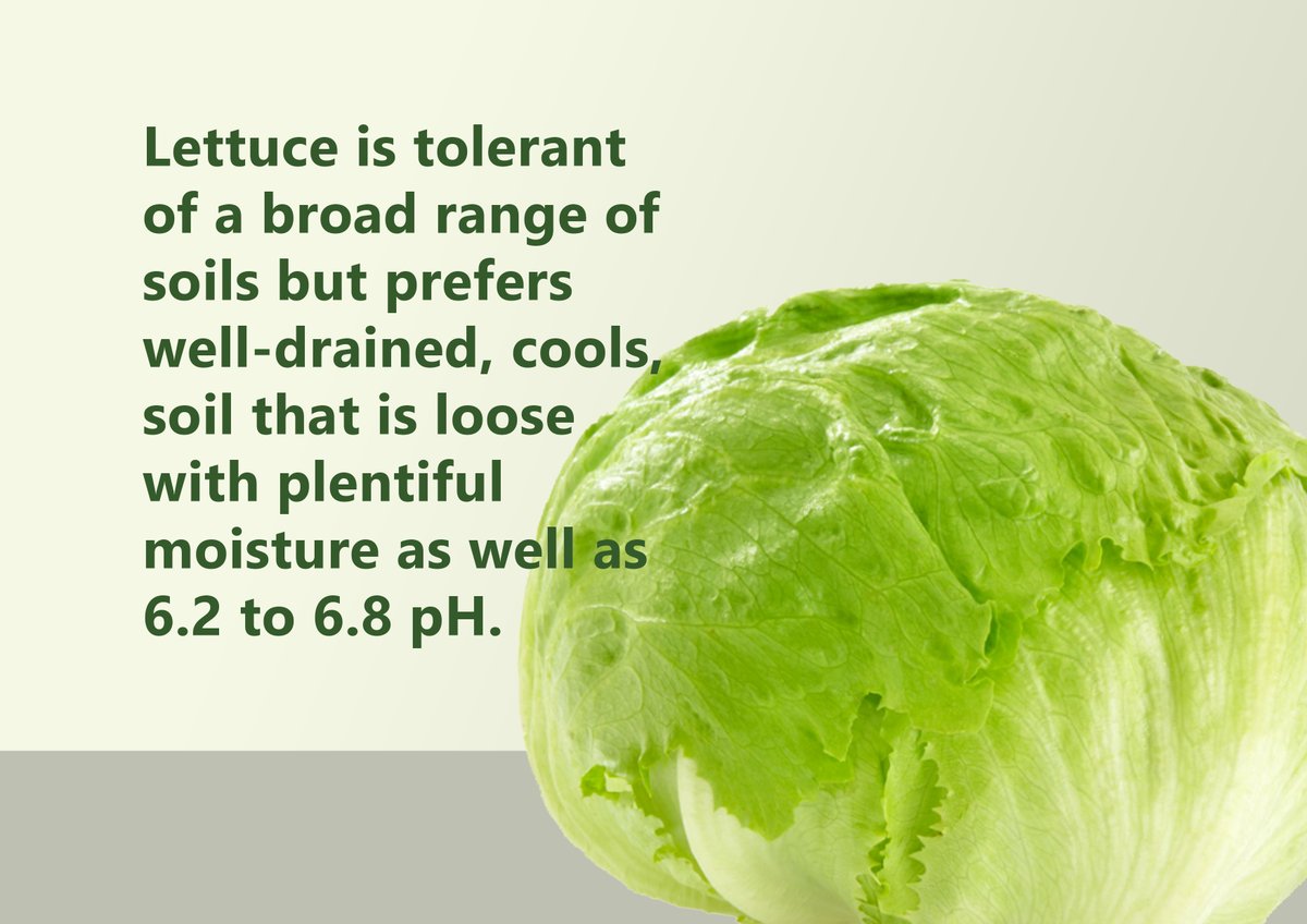 GuidePlanting's tweet image. Are one of the vegetable🥗🥗 salad lover❤❤? Here are some guidelines in planting Iceberg Lettuce. to have an organic and fresh from your backyard. 
#iceberglettuce #vegetablesaladlover  #theplantingguide #freshorganicvegetable
theplantingguide.com/plant/2020/11/…