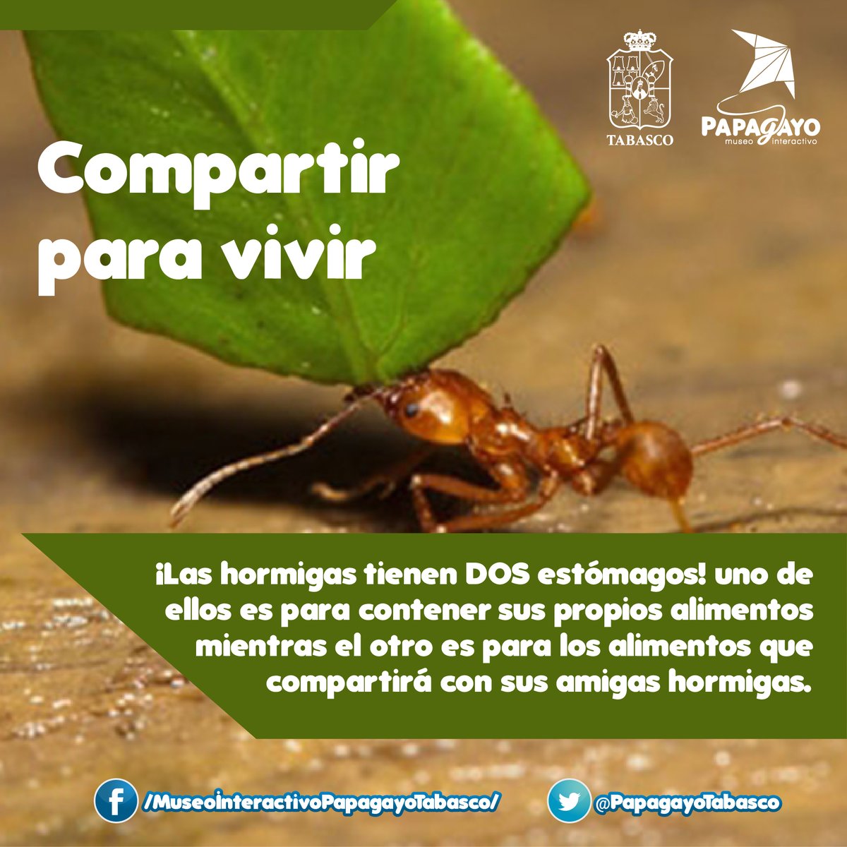 PapagayoTabasco's tweet photo. ¿Sabías qué?
(っ◔◡◔)っ ♥ Te dejamos con el dato curioso del día... ♥
#MuseoInteractivo #Curiosidades #DatosDivertidos #YOconPapagayo
@Gobierno_Tab
@Cultura_Tabasco @ccytet
@AMMCCYT
@SETabasco
@Turismo_Tabasco
@AMHMT
@AmavTabasco https://t.co/AaJwkWCqMS