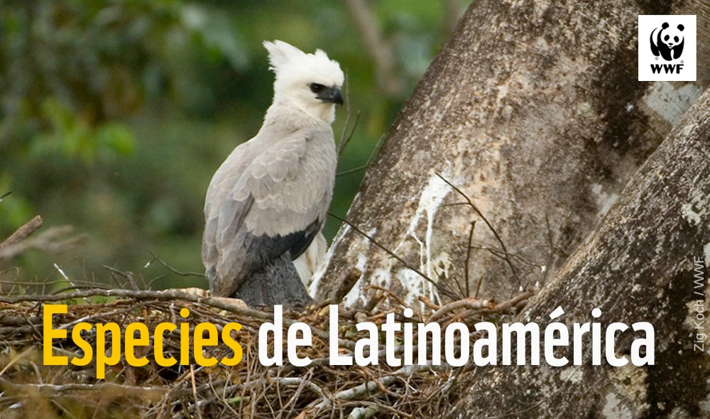 WWF_LAC tweet picture