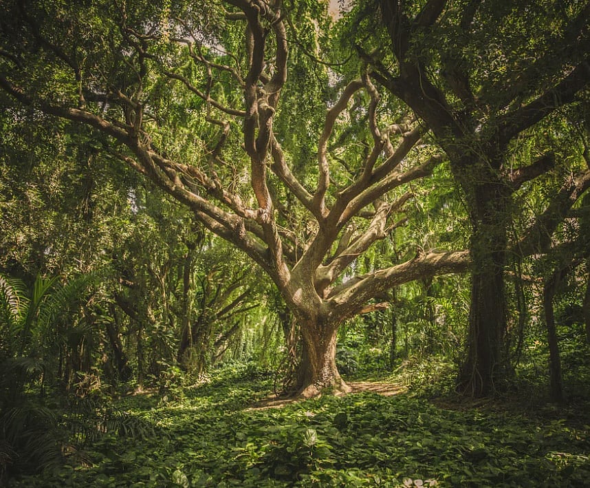 TheGreenLetter1's tweet photo. Imagine; what would be the result of continuous felling of trees, what would it lead to?

✔️Extinction of various species

✔️ Increase in CO2 levels in the atmosphere, eventually leading to global warming

✔️Oxygen levels would decrease
#saverainforests #trees #nature #greenery https://t.co/WNCSIqR08F