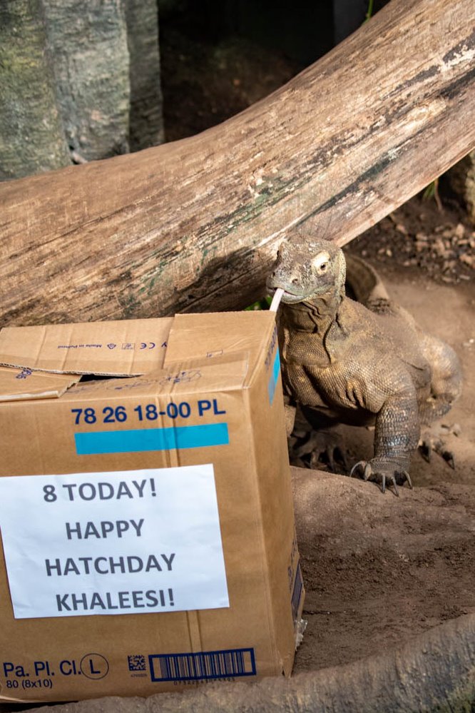 PaigntonZoo's tweet photo. Khaleesi is 8 today! 🥳🐲
Our resident Komodo dragon enjoyed her 'hatchday' with some box enrichment filled with quail - one of her favourite foods. https://t.co/pQJpIEeNlv