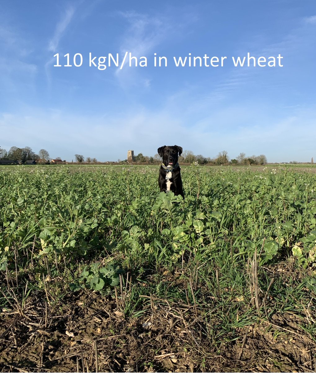 David_E_Clarke's tweet photo. Cover crops doing their job at the @niabgroup NFS Rotations Trial at @Morleyfarms. Radish at growth stage 0.75 dog in plots receiving a full N dose in last season’s winter wheat, scavenging residual soil nitrogen. Just the 0.20 dog in plots receiving below optimal N last year https://t.co/COoshW4WKd