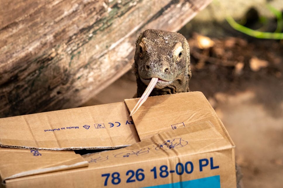 PaigntonZoo's tweet photo. Khaleesi is 8 today! 🥳🐲
Our resident Komodo dragon enjoyed her 'hatchday' with some box enrichment filled with quail - one of her favourite foods. https://t.co/pQJpIEeNlv