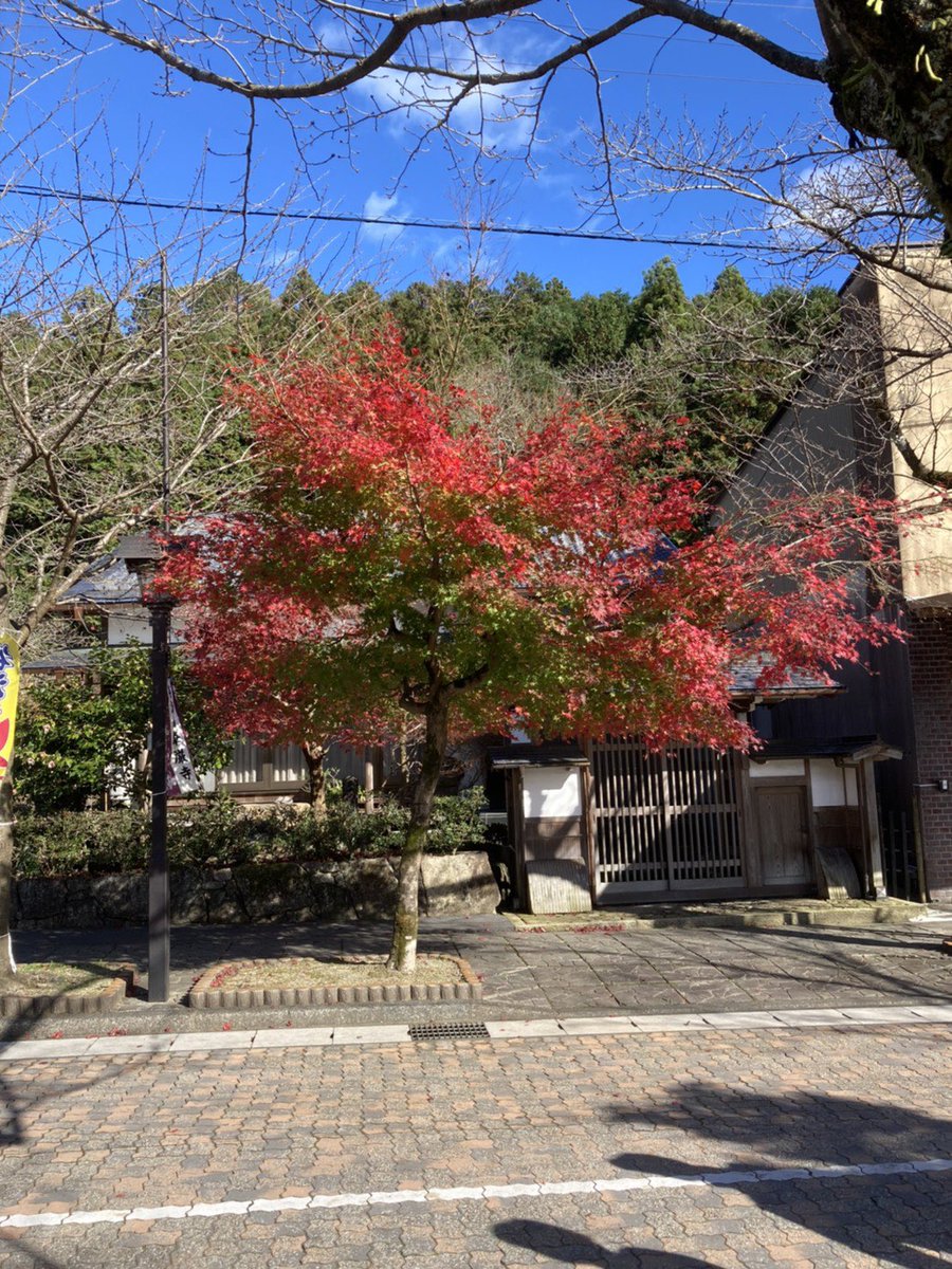 こねこのアダム 保護猫ボランティア 名残りの紅葉見物 三連休の最終日 岐阜県の谷汲山華厳寺に行って来ました ピークの美しい 紅葉と参道の看板犬 桜子ちゃん に魅了された素敵な一日でしたが名物のういろが売り切れで残念 谷汲山 華厳寺 こねこのアダム 保護猫ボランティア 名残りの紅葉見物 三連休の最終日 岐阜県の谷汲山華厳寺に行って来ました ピークの美しい 紅葉と参道の看板犬 桜子ちゃん に魅了された素敵な一日でしたが名物のういろが売り切れで残念 谷汲山 華厳寺