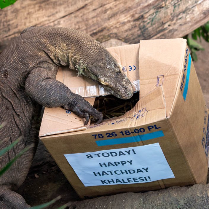 PaigntonZoo's tweet photo. Khaleesi is 8 today! 🥳🐲
Our resident Komodo dragon enjoyed her 'hatchday' with some box enrichment filled with quail - one of her favourite foods. https://t.co/pQJpIEeNlv
