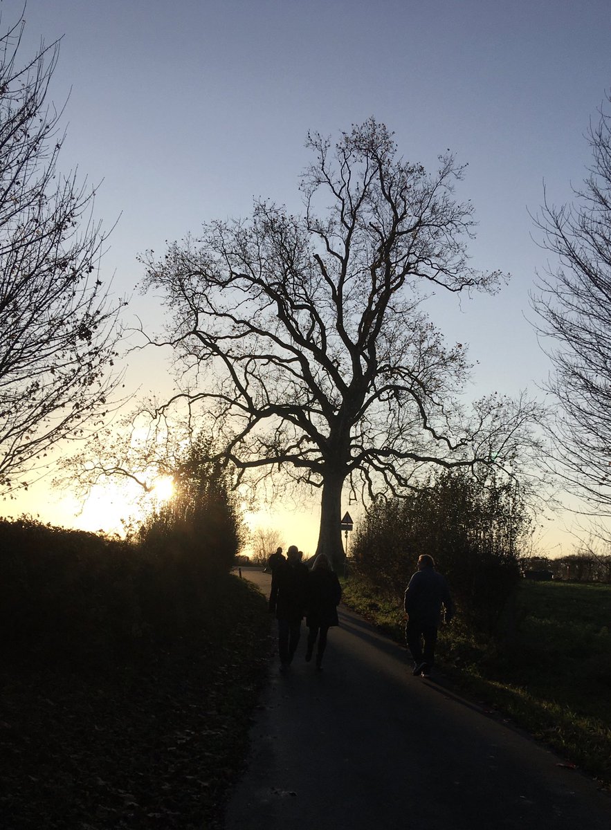 JoseHermens's tweet photo. Ik was vanmiddag even op Terworm. De plataan, ook wel de ‘ eik’ van Terworm genoemd, stond mooi in de zon terwijl vogels in de boom het hoogste lied zongen. #Terworm #Heerlen @2020jaarvdboom https://t.co/gO60WvBrbm