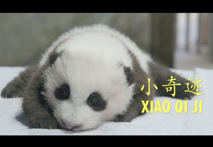 Judy80sforever's tweet photo. His name is ... ❤️🐼❤️🐼❤️🐼❤️🐼❤️🐼❤️🐼 #DCPanda https://t.co/DXcDPl5RIb