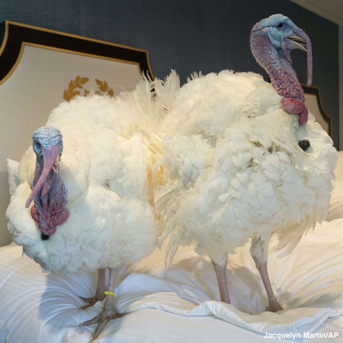 ABC's tweet image. Two turkeys, named Corn and Cobb, relax in their hotel room at the Willard Hotel ahead of this week's annual presidential pardon. abcn.ws/3lZNpLV