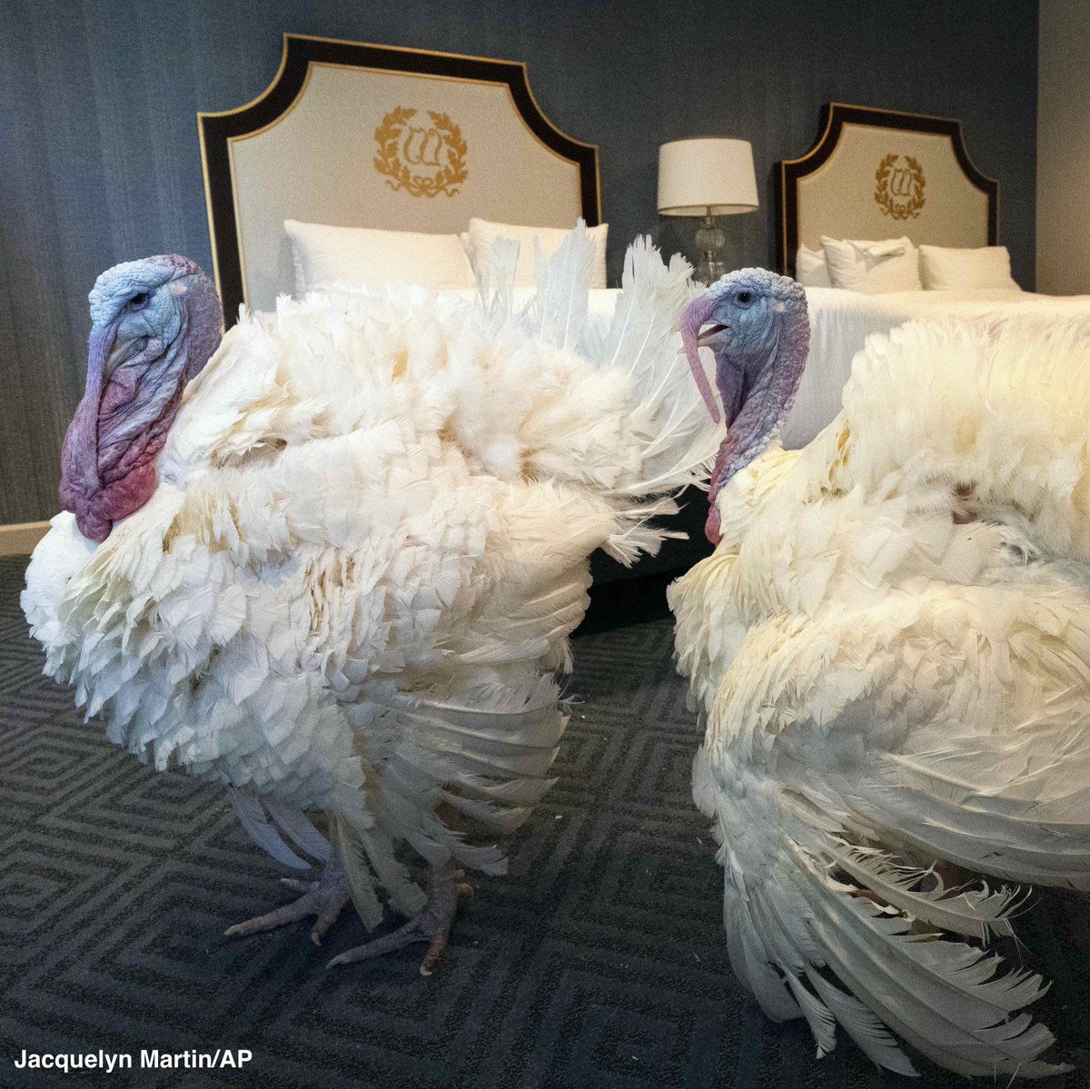 ABC's tweet image. Two turkeys, named Corn and Cobb, relax in their hotel room at the Willard Hotel ahead of this week's annual presidential pardon. abcn.ws/3lZNpLV