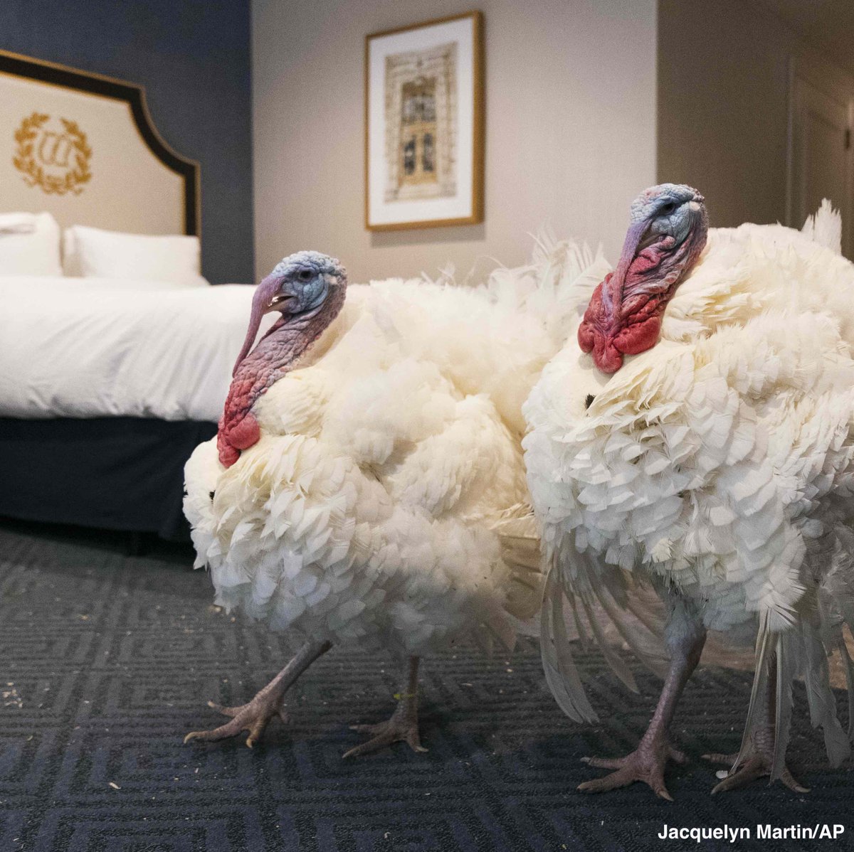 ABC's tweet image. Two turkeys, named Corn and Cobb, relax in their hotel room at the Willard Hotel ahead of this week's annual presidential pardon. abcn.ws/3lZNpLV