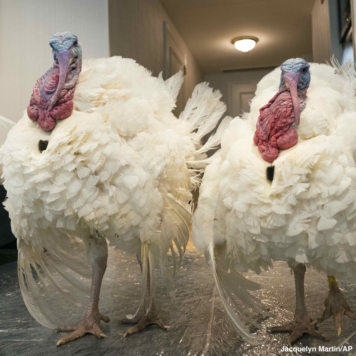 ABC's tweet image. Two turkeys, named Corn and Cobb, relax in their hotel room at the Willard Hotel ahead of this week's annual presidential pardon. abcn.ws/3lZNpLV