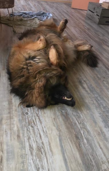 gsrescueelite's tweet photo. Tiana is 6yrs old and this sweet girl needs a new home please, she can live with kids of all ages, dog savvy house cats and is ok with other #dogs with correct intros 
#GermanShepherd #wakefield
https://t.co/ryss25XEbC https://t.co/6lMR8zs0PS
