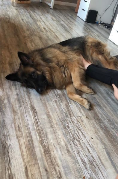 gsrescueelite's tweet photo. Tiana is 6yrs old and this sweet girl needs a new home please, she can live with kids of all ages, dog savvy house cats and is ok with other #dogs with correct intros 
#GermanShepherd #wakefield
https://t.co/ryss25XEbC https://t.co/6lMR8zs0PS