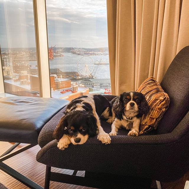 ThompsonSeattle's tweet photo. At #ThompsonSeattle, all dogs get the royal treatment -- even if they're not King Charles Spaniels. 

Photo via chicpupmaude #dogfriendlyhotel #thompsonhotels https://t.co/eCbwLkRNXI