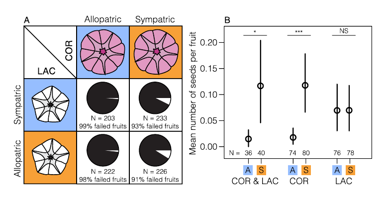 EvolLetters's tweet image. New on @EvolLetters EarlyView by Ostevik, @JoannaRifkin et al: Morning glory species co‐occurrence is associated with asymmetrically decreased and cascading reproductive isolation onlinelibrary.wiley.com/doi/full/10.10… #reproduction #speciation #evolution