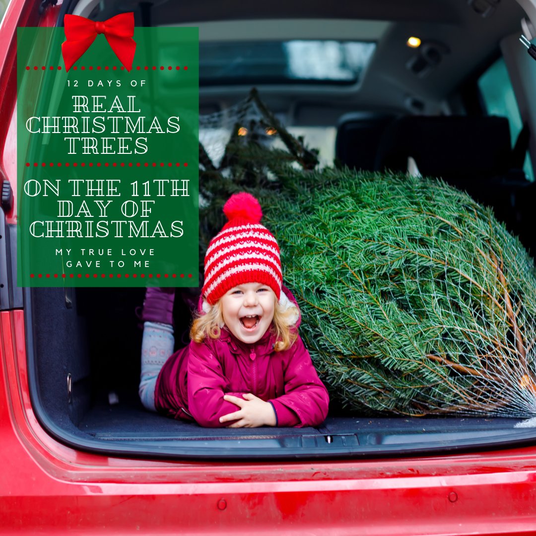 RealTrees's tweet image. On the 11th day of Christmas my true love gave to me, an environmentally-friendly Real Christmas Tree. Lead can be found in artificial trees. The potential for lead poisoning is great enough that fake trees made in China are required by California Prop 65 to have a warning label.