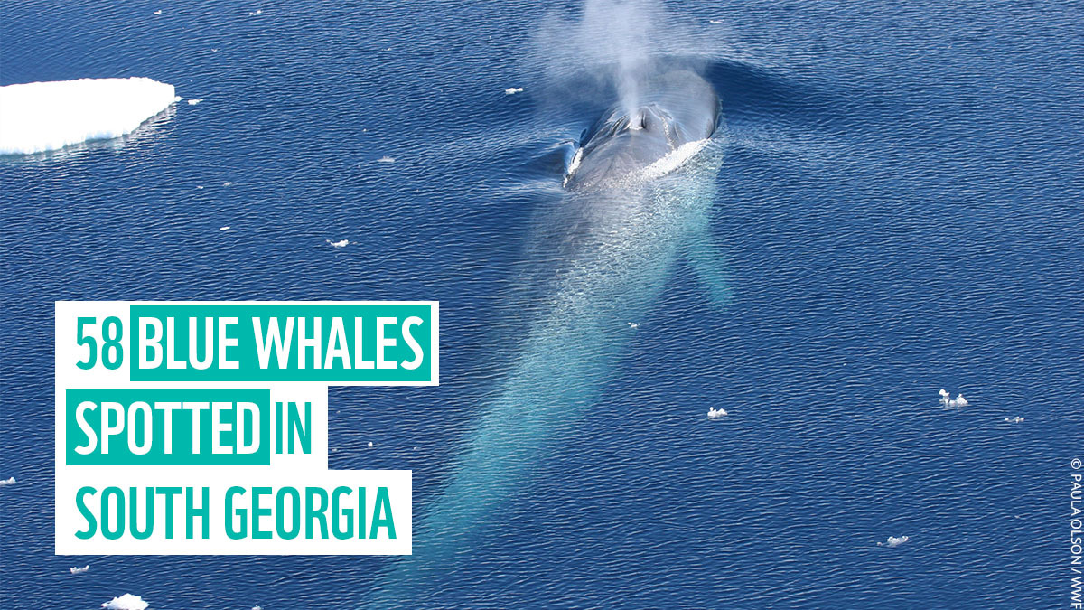 58 blue whales spotted in South Georgia - raising hopes that their population is finally recovering after almost going extinct.

Read more here: fal.cn/3bKZX 🐳