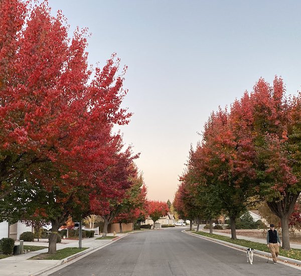 Locals enjoying fall colors around Paso Robles #PasoRobles wp.me/p2Qysu-uyg