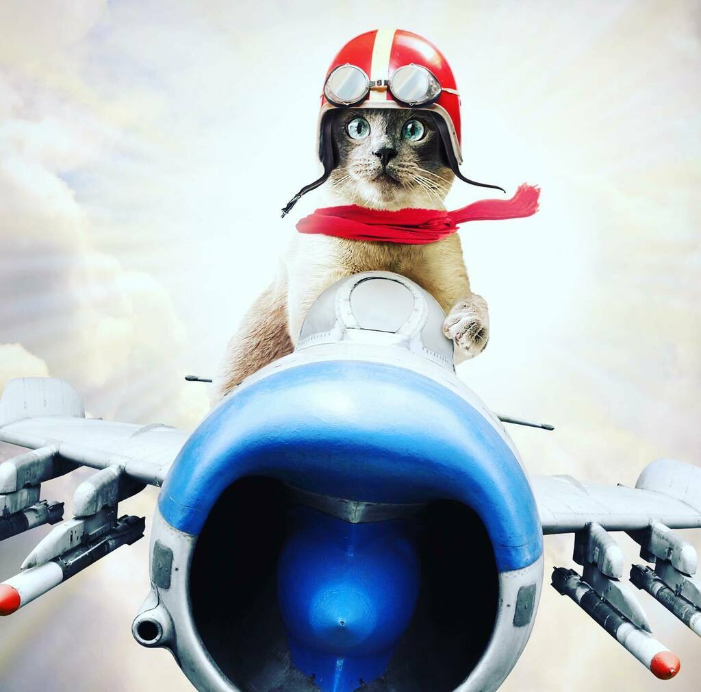 ninascattales's tweet photo. Buckle your seatbelt! FANTASTICAL CAT ADVENTURES coming soon! December 2020.  #secretlifeofcats ⠀

⁣ #kidlit #writerslife #twitter #catadventures #booksforkids #storybook #catbooks  #picturebooks #booksforchildren #childrensbooks #catsforkids #catbook… https://t.co/ehoUbOnNX5 https://t.co/RLclbmoJBG