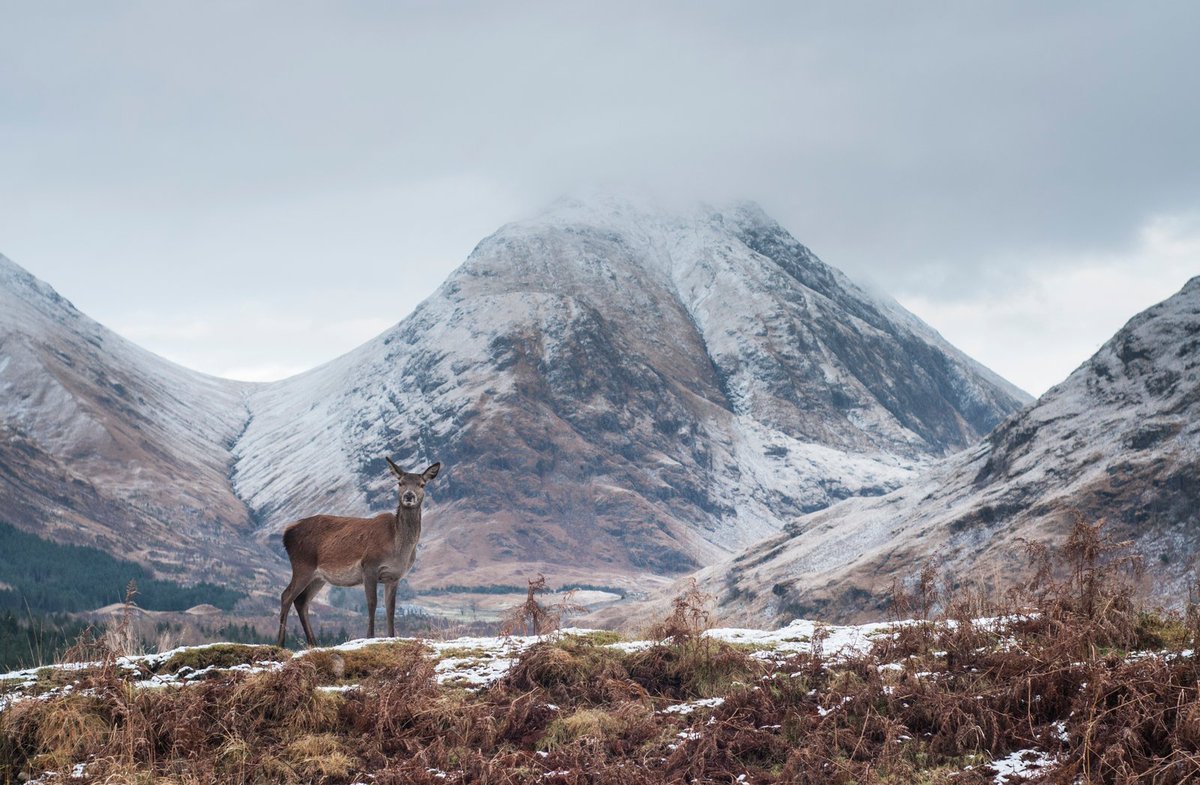AbsoluteEscapes's tweet photo. Winter in #Scotland is the most magical time of the year 😍❄️
From snow-filled skies to snow-capped mountains, the Scottish scenery truly comes into its own during the winter months. It's also a great excuse to cosy up by the fire and enjoy a whisky! 🥃🔥
#AbsoluteEscapes https://t.co/1E8Kr3XVQC