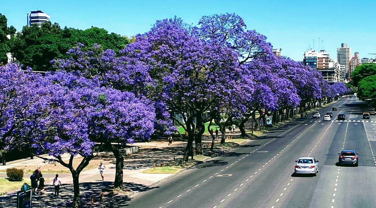 Very few city avenues in the world are prettier than Figueroa Alcorta and Libertador in Buenos Aires just before summer...