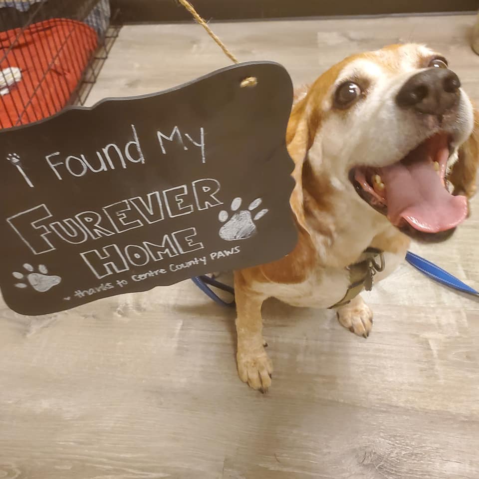 CentreCoPAWS's tweet photo. Did you hear? Cap, who waited 1,111 days at PAWS (over 3 years!) finally found his forever home! Cap was a dog that required a special adopter willing to work extensively with him before taking him home, and we're so happy his new mom came along! Cap seems pretty happy too! https://t.co/rCarViFEnU