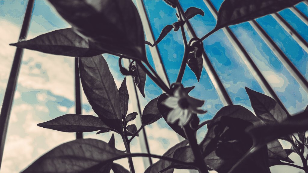 felinemusings's tweet photo. #Flower of the #green #chilli #plant #joy #bliss #containergardening #containergarden #blooms #beauty #nature #whitebloom #balconygarden https://t.co/hfDUUu6GBp