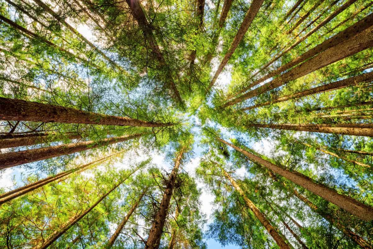 egazette1's tweet photo. Patrimonio #alberi, uno studio di @selectra_net calcola l’impatto ambientale dei nostri consumi gas e luce: una famiglia media emette 3.210 kg di CO2 l'anno, equivalente a un bosco di 160 alberi. Ma grazie al mercato libero, questo impatto si può ridurre

https://t.co/OSrq8PjNzv https://t.co/adrQ3CUHMs