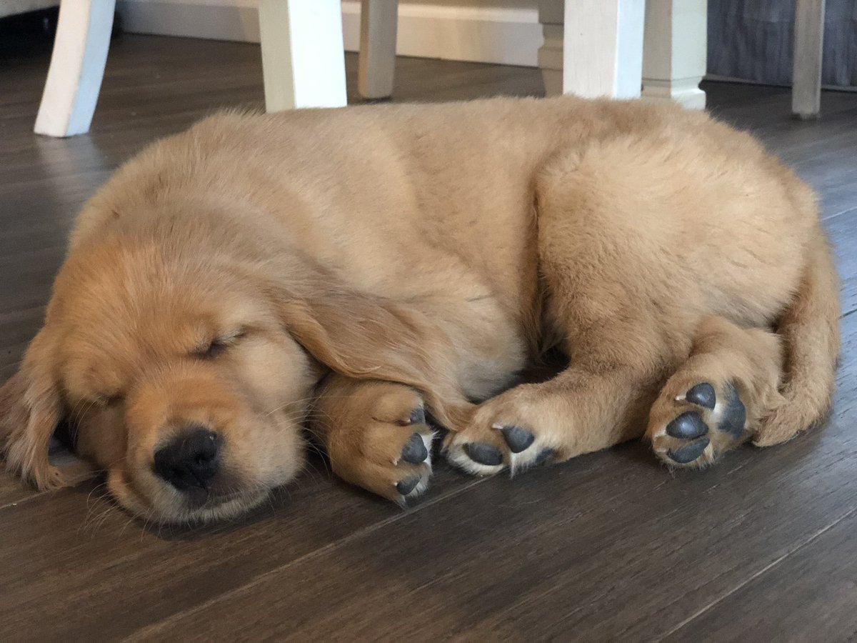 KansasGoldens's tweet photo. Rainy days are lazy days. https://t.co/WX36Xm9MVX