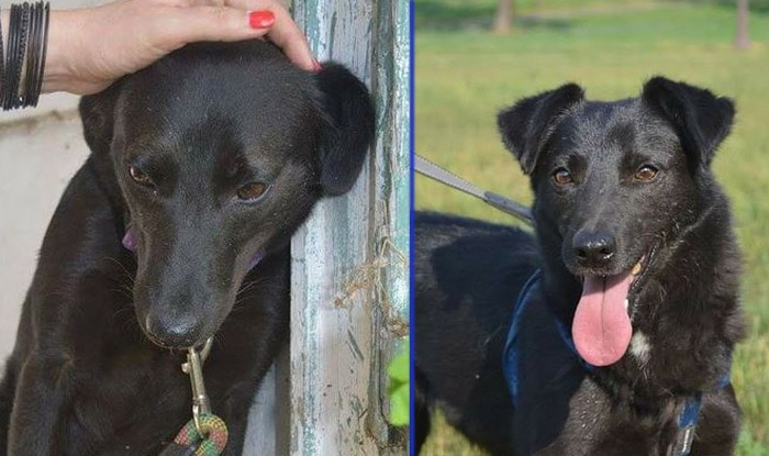 Djole_dog's tweet photo. Predivna Tia VEĆ 4 GODINE ČEKA DOM, a na nju su i pucali…
https://t.co/zTBFFaawzI
Podelite da stigne do onih koji bi joj pomogli, jer ona zaslužuje da ima dom! 🙏💛 Zašto da ostane ceo život u boksu, samo zato što je crna?? 🥺 https://t.co/bL2oGzqSIs
