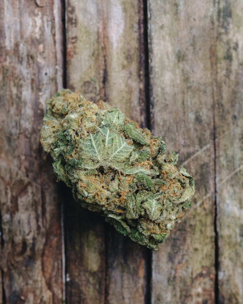 budexpressnow's tweet photo. Is strength important to you?⁠ 🌿⁠
⁠
👆🏾Clickhttps://www.budexpressnow.net/weeducation/ to learn about the 10 strongest strains on earth 🌎right now!⁠
⁠
#BudExpressNow #budnews #hybrid #anxiety #sleep #medicalbud #plantmedicine⁠ https://t.co/9yPvyECkJN
