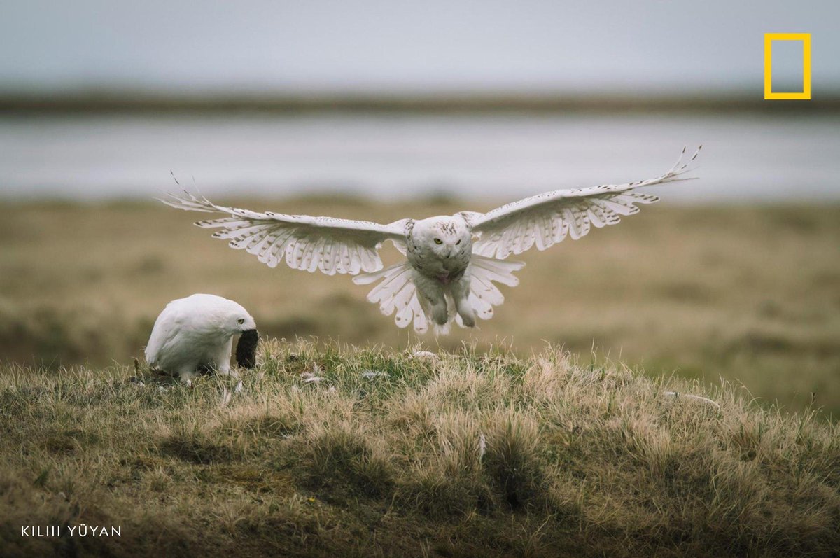 A female snowy owl lands at its nest as its mate watches, holding a lemming captured for its nestlings. Read more about Alaska's National Petroleum Reserve here: https://t.co/HERrrN9OPd https://t.co/2jg2Z0C74g