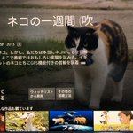 猫好きなら見なきゃ損!？アマプラで猫の一週間に密着したドキュメンタリーがある!