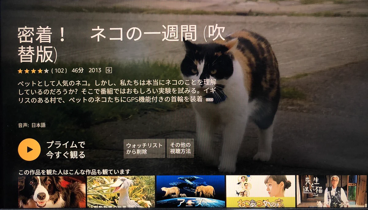 猫好きなら見なきゃ損！？アマプラで猫の一週間に密着したドキュメンタリーがある！