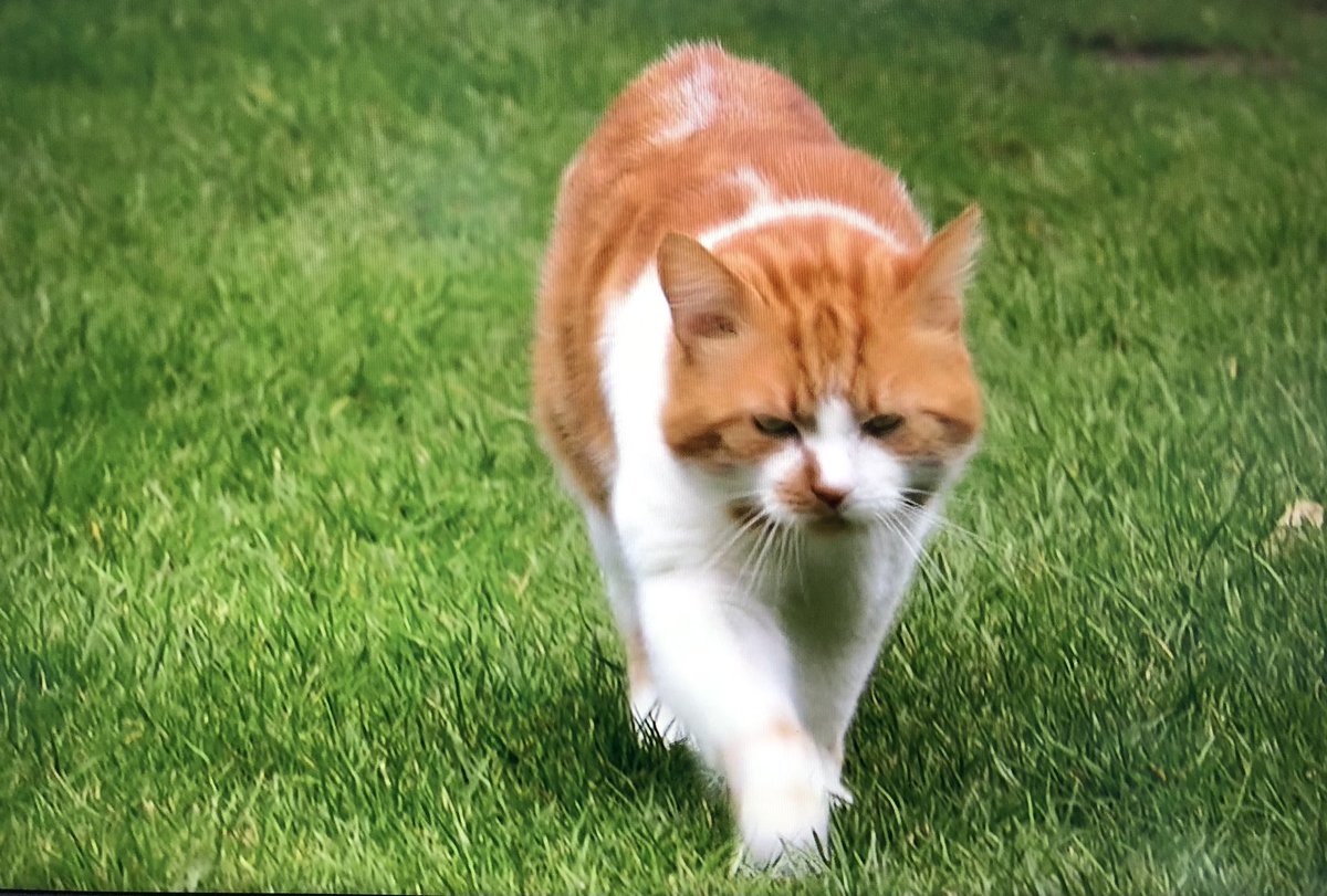 猫好きにオススメ 飼い猫にgpsをつけて行動を調査したイギリスの番組 密着 猫の一週間 がアマプラで無料視聴できる 三連休くらい精神が回復する Togetter 猫好きにオススメ 飼い猫にgpsをつけて行動を調査したイギリスの番組 密着 猫の一週間 がアマプラで無料視聴できる 三連休くらい精神が回復する Togetter