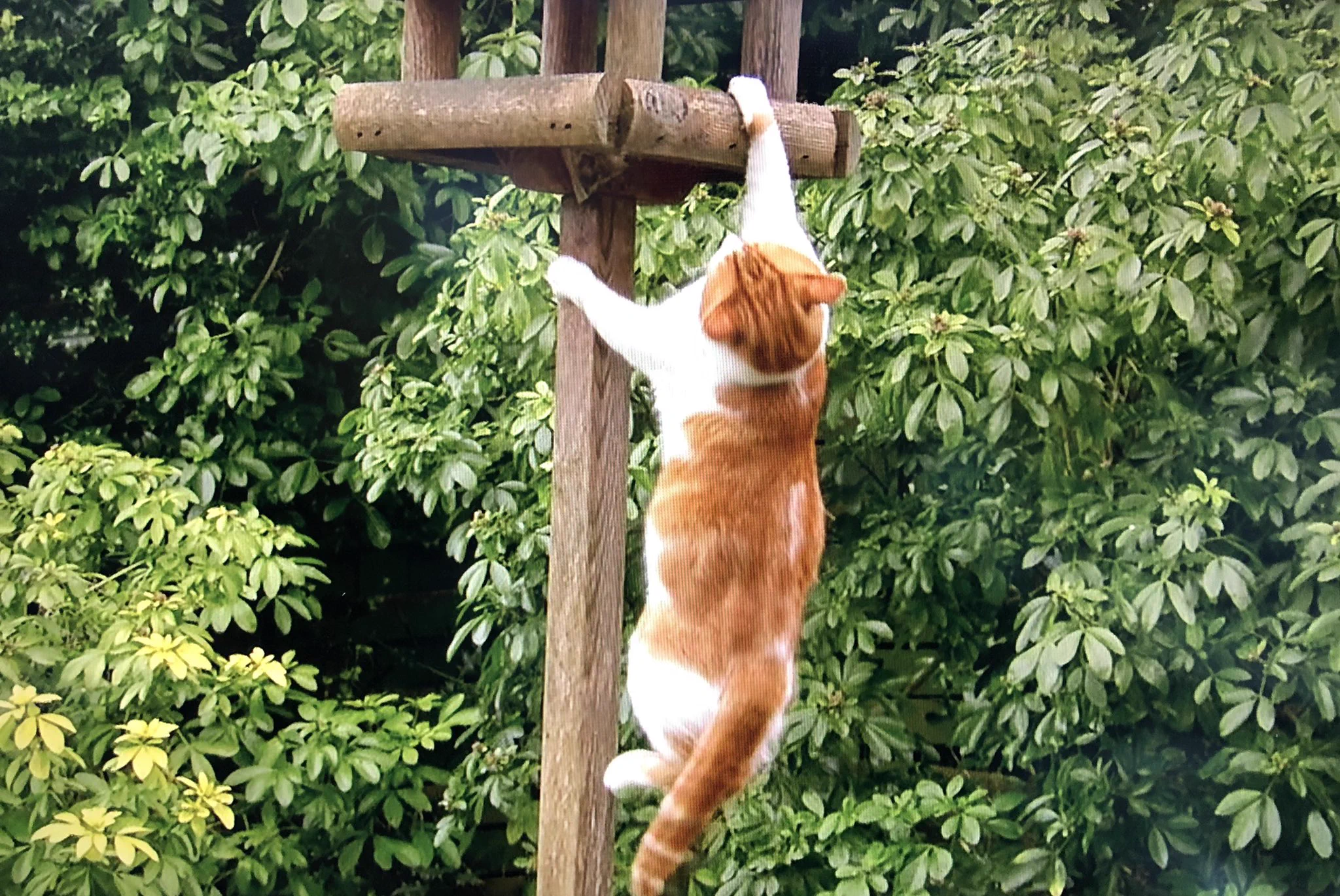 猫好きなら見なきゃ損！？アマプラで猫の一週間に密着したドキュメンタリーがある！