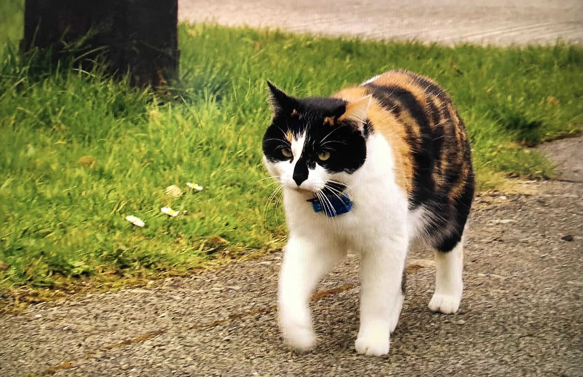 猫好きなら見なきゃ損！？アマプラで猫の一週間に密着したドキュメンタリーがある！