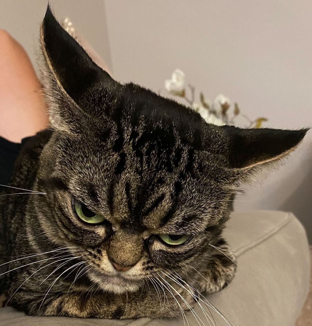 Grumpy_Kitzia's tweet photo. - Y so angry? - Monday... 👿 #MondayMood #grumpykitzia #9gag #9gaganimals #CatsOfTwitter #MondayVibes @9GAG https://t.co/TCAPSDAl4c