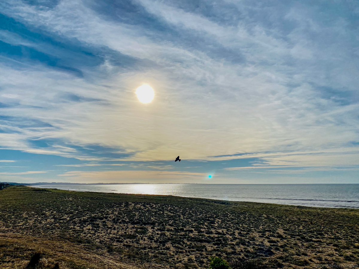 ¡Qué bueno comenzar el lunes y la semana con esta imagen IDÍLICA!. Un ave rinde culto al sol. Desde la vecina Punta Negra, lo comparte <a href="/The_view_of_Leo/">LEONOR HERNANDEZ</a> 👏👏
Primavera 🌸 🍀🌻 🦋🌿🌷 en #PuntadelEste