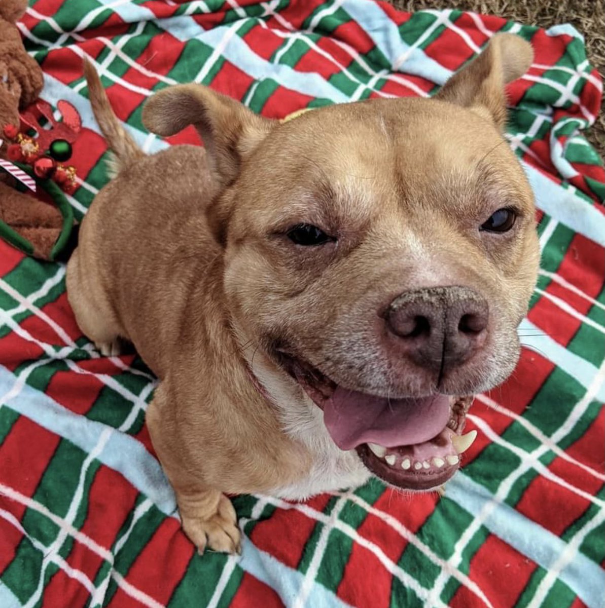 reddogsusie's tweet photo. #TN #MEMPHIS
🆘🆘TOTALLY OVERLOOKED Sugar 4yo hw- ABANDONED BY HER FAMILY Sugar is a v.sweet girl who is a rockstar In Playgroups! Friendly, affectionate &amp; v.sociable, she’s homeless &amp; in need of a good kind human! #ADOPT #PLEDGE #RESCUE #FOSTER #MASA1734
https://t.co/P1EvC28qs5 https://t.co/ySp2tV68cE