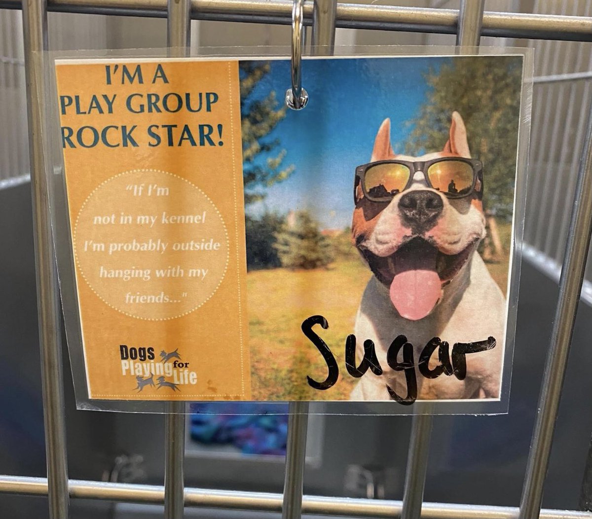 reddogsusie's tweet photo. #TN #MEMPHIS
🆘🆘TOTALLY OVERLOOKED Sugar 4yo hw- ABANDONED BY HER FAMILY Sugar is a v.sweet girl who is a rockstar In Playgroups! Friendly, affectionate &amp; v.sociable, she’s homeless &amp; in need of a good kind human! #ADOPT #PLEDGE #RESCUE #FOSTER #MASA1734
https://t.co/P1EvC28qs5 https://t.co/ySp2tV68cE