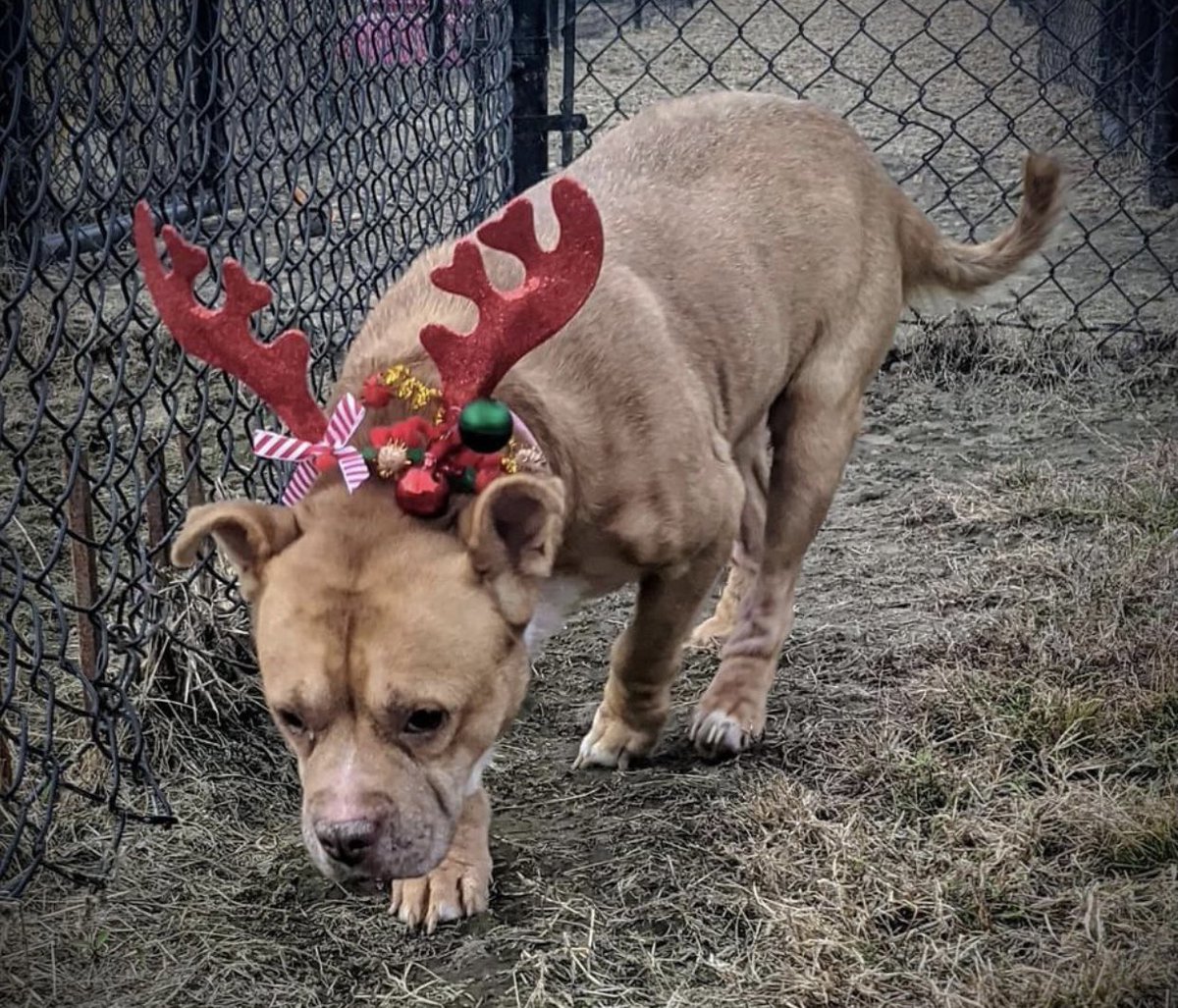 reddogsusie's tweet photo. #TN #MEMPHIS
🆘🆘TOTALLY OVERLOOKED Sugar 4yo hw- ABANDONED BY HER FAMILY Sugar is a v.sweet girl who is a rockstar In Playgroups! Friendly, affectionate &amp; v.sociable, she’s homeless &amp; in need of a good kind human! #ADOPT #PLEDGE #RESCUE #FOSTER #MASA1734
https://t.co/P1EvC28qs5 https://t.co/ySp2tV68cE