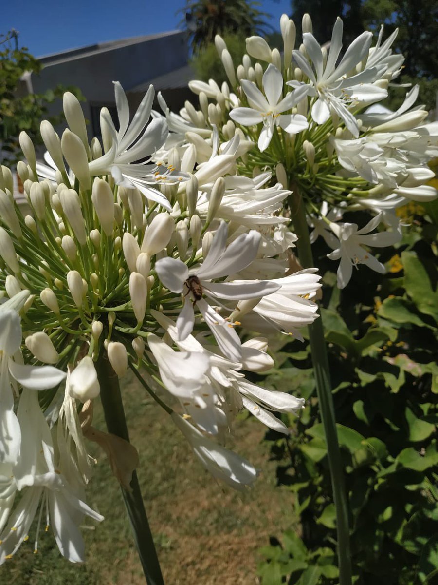 jardinviviente's tweet photo. Agapanthus blanco 🤍 https://t.co/yBm6RZ3UPI